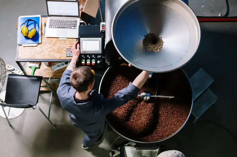 Roaster carefully inspecting coffee beans during the roasting process