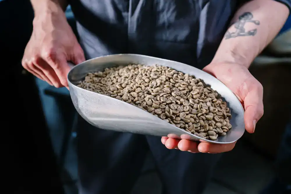 Head roaster inspecting green coffee beans