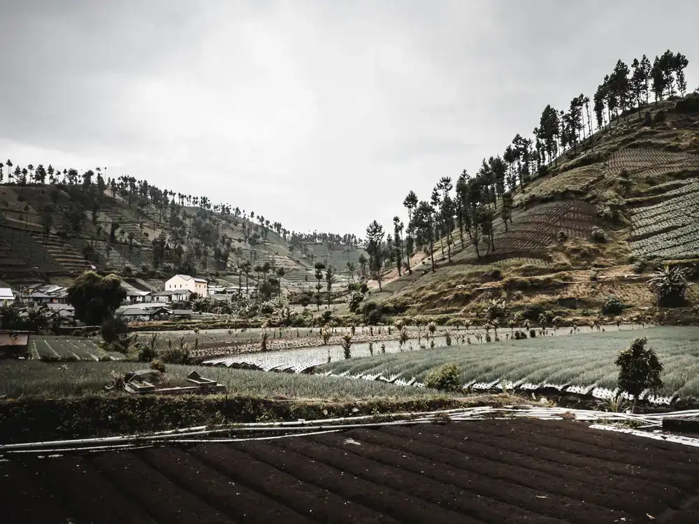 Lush coffee farm landscape