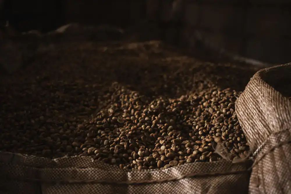 Burlap sacks filled with raw green coffee beans resting in a warehouse